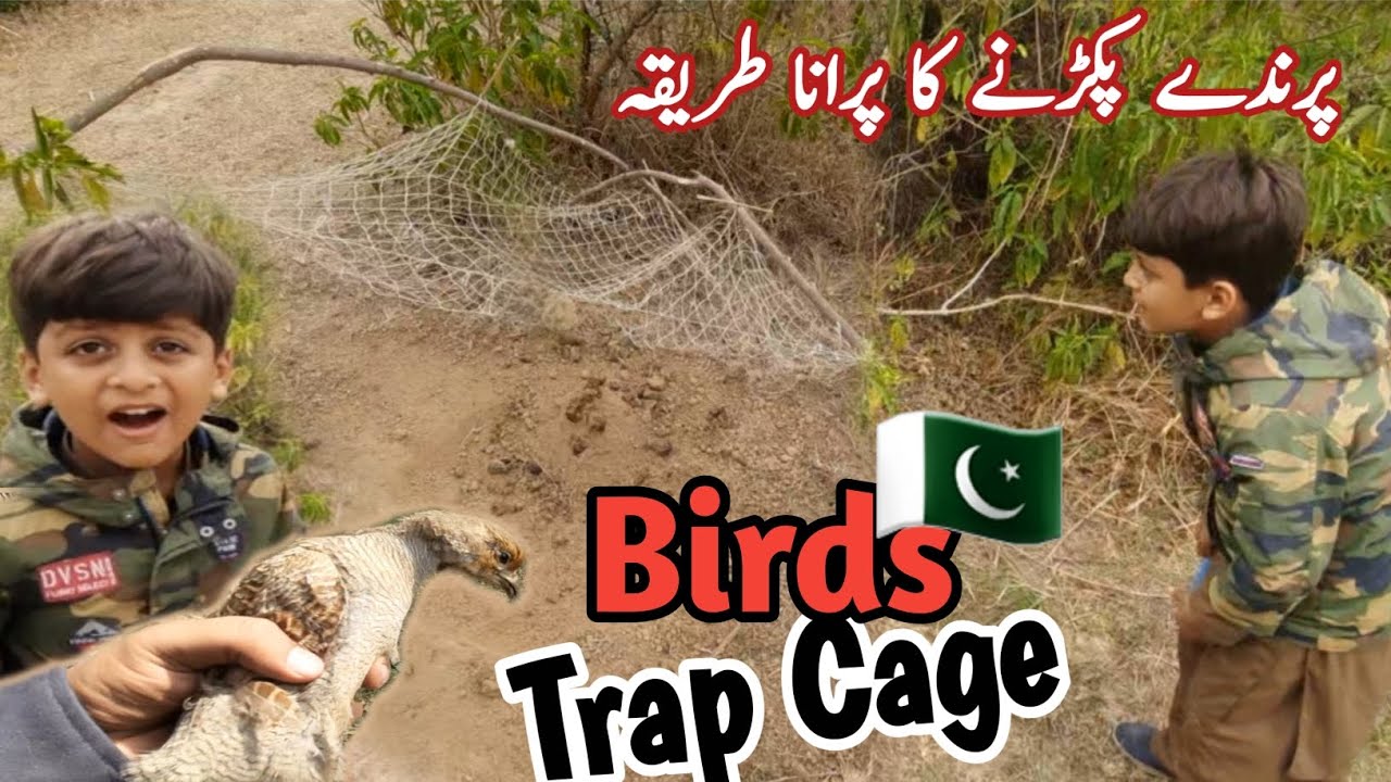 Birds trap cage | trap cage in Pakistan | cage bird trap | Amir's first visit to Jungle for hunting