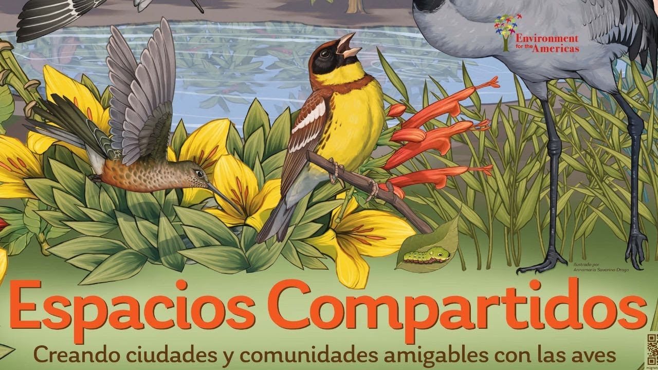 Webinar - Día Mundial de las Aves Migratorias 2025