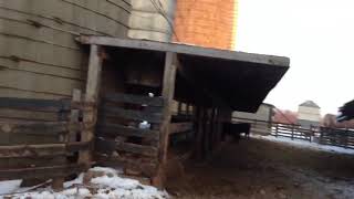 Download lagu Feed lot update on the angus calves Feed lot update on the angus calves