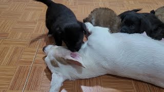 Mother Dog Said To Puppy Stop Teasing Me, My
