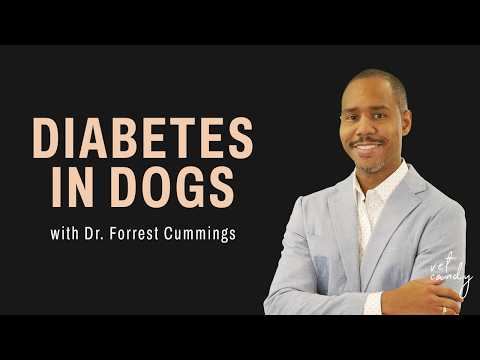 Diabetes in Dogs Explained by vet specialist, Dr. Forrest Cummings