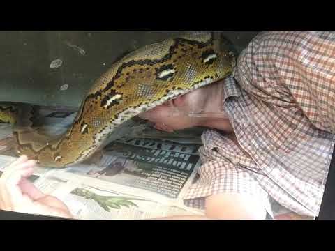 Trying to clean and 12ft Reticulated Python gets in the way