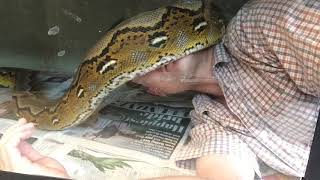 Trying to clean and 12ft Reticulated Python gets in the way