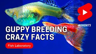 Crazy Guppy Fish Breeding Facts #shorts