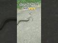 ਵੀਡਿਓ ਅੱਜ ਤੱਕ ਦੀ ਪਹਿਲੀ ।#viral #news #shorts #snake #trending #youtubeshorts
