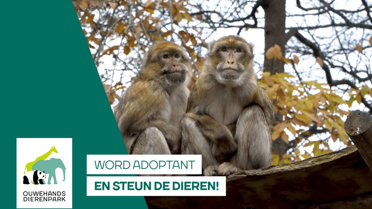 Adopteer een dier met jouw bedrijf! - YouTube