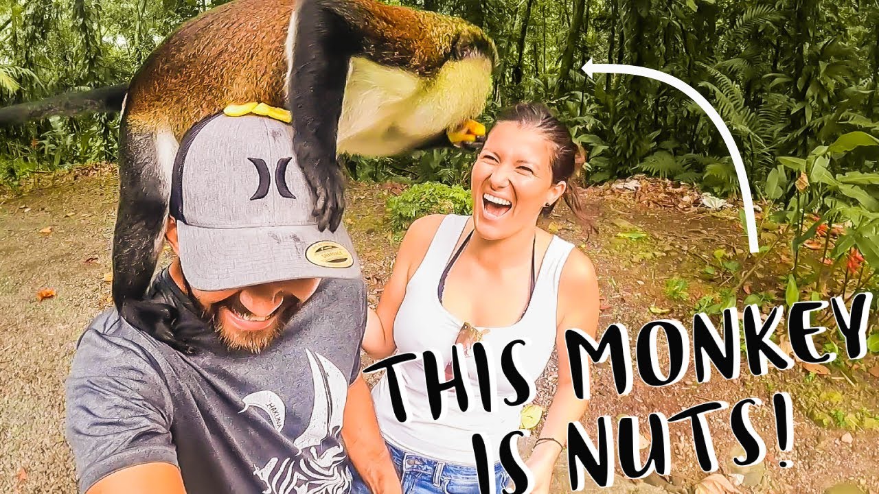 Did This Monkey Just Grab My Boobs Caribbean Travel Vlog Youtube