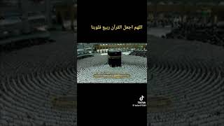 قرآن الكريم صوت شيخ الإسلام في القرآن يبكي 🥹🥹🥹