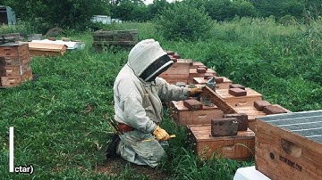 Setting up Mating Nucs for Queen Rearing