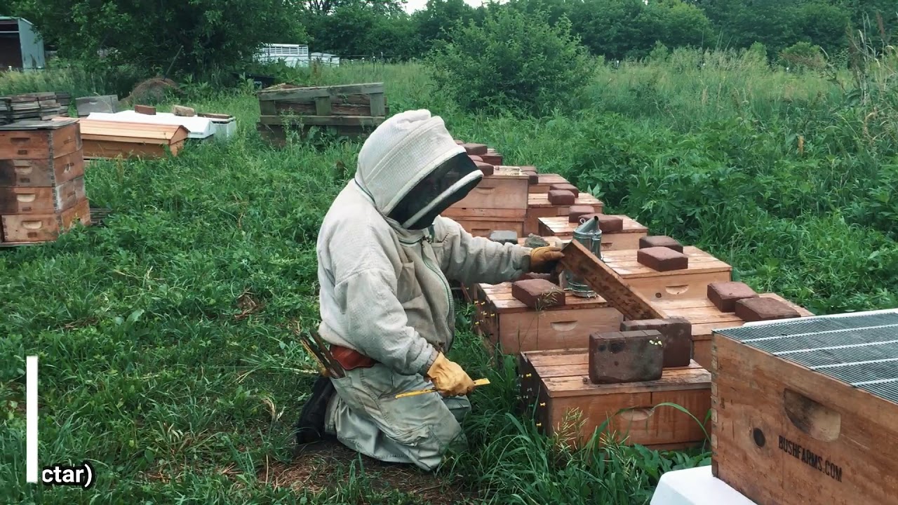 Setting up Mating Nucs for Queen Rearing