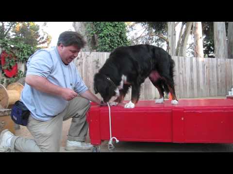 Canine Circus Class: Students Learn Rope Hoist