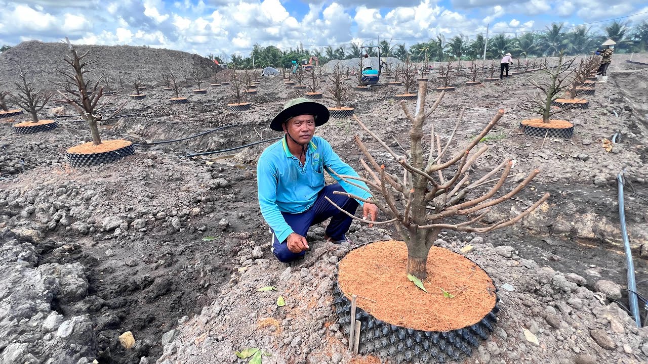 17/6 🌼 Tham quan mô hình mai đế bông đẹp trồng mô lớn nhất làng mai Bình Lợi vườn mai vàng Huỳnh Tú