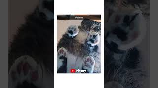 Funny Cat Memes