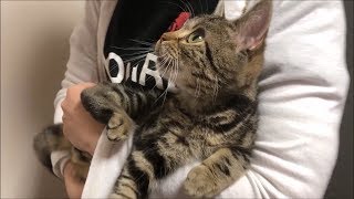 大好きな妹の抱っこでよしよしされまくる子猫