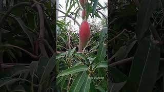 Chiangmy Mango Tree In Brikkho Mela Dhaka
