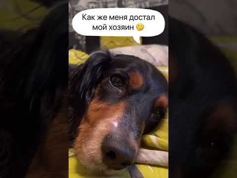 МЫСЛИ СОБАКИ 🤔💭 НИЧЕГО НЕЛЬЗЯ ☹️