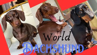 Best Dachshund video compilation Dachshsund around the world Funny mini weiner puppies Bassotto