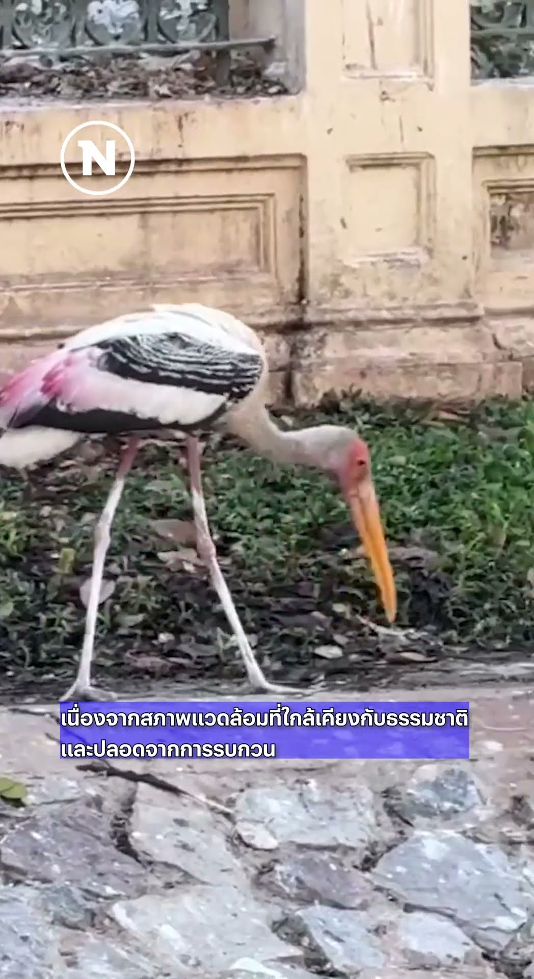 ฝูงนกนับร้อยสร้างสีสันใหม่ให้ฟ้าเมืองกรุง #นกอพยพ #ธรรมชาติกลางเมือง #สวนจิตรลดา #เนชั่นทีวี