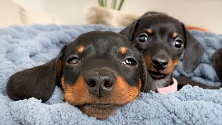 This Dachshund puppy is the biggest of them all.