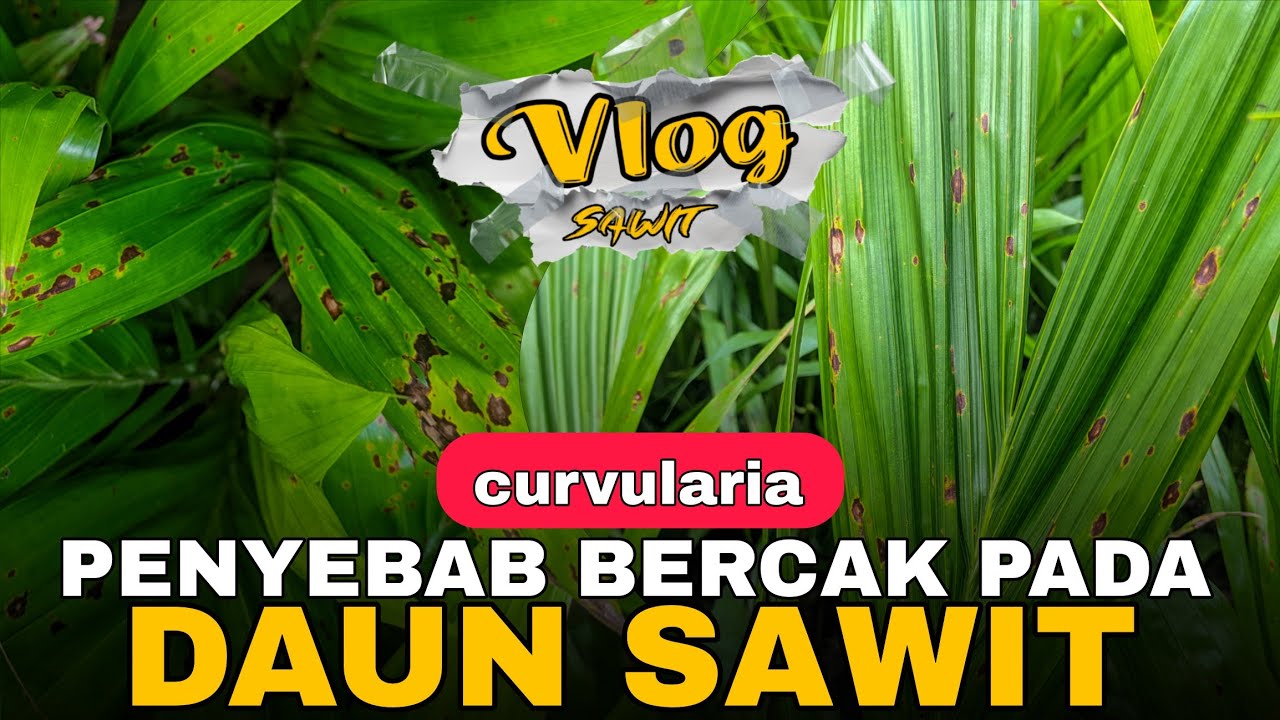 VLOG 5 : PENYEBAB BERCAK PADA DAUN BIBIT SAWIT DI NURSERY