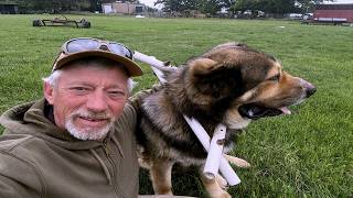 Why We Have a Livestock Guardian Dog (And How One Could Help You Too)