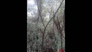 Oso Melero en la Costenera Norte