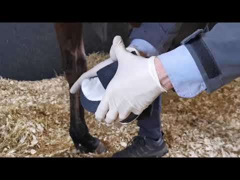 Como Fazer Cataplasma para Cavalos: Guia Completo para Alívio Rápido