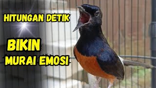 PANCINGAN murai batu gacor AMPUH MENJADIKAN murai batu agar cepat bunyi NYAUT