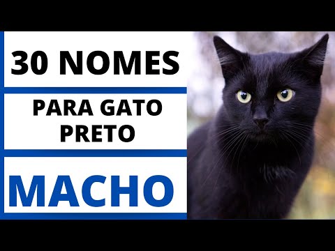 Vídeo: Os melhores nomes para gatos pretos