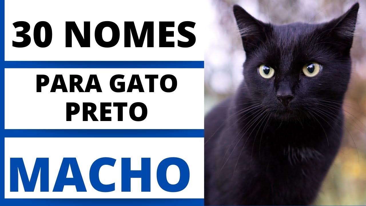 Nomes para gatos pretos: confira dicas e inspirações