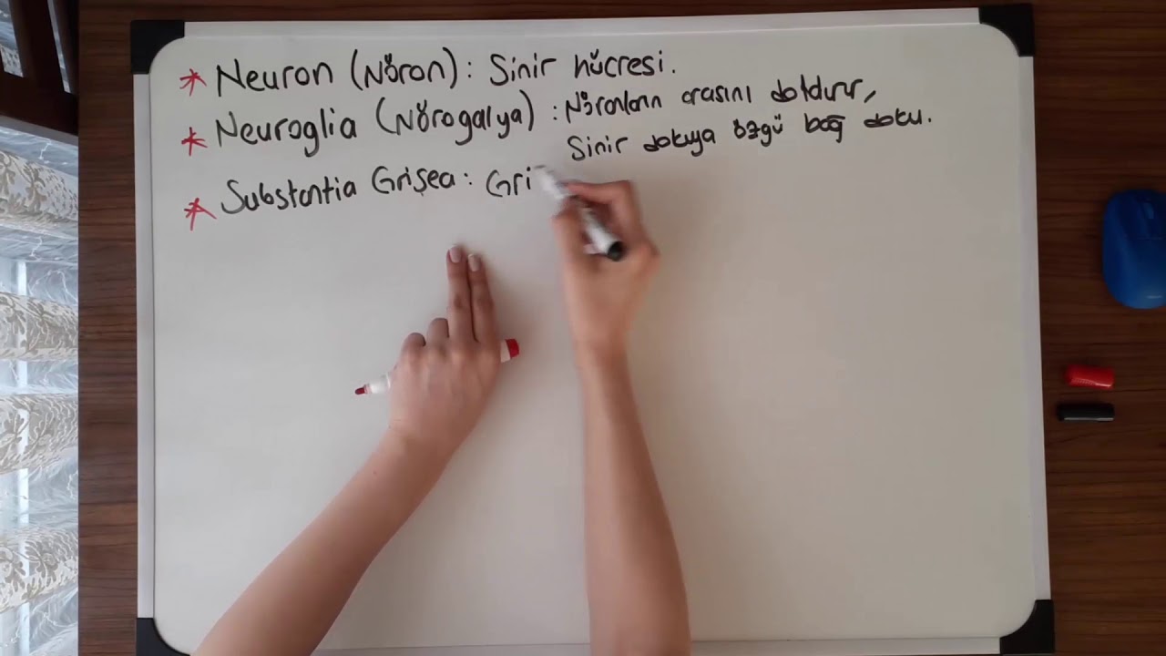 Sinir Sistemi Terimleri 2 | Nöron | MSS