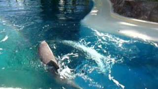 Dolphins raking each other for dominance.avi