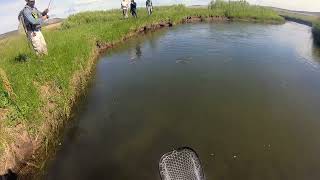 2 Massive Lost Trout Summer of 2025
