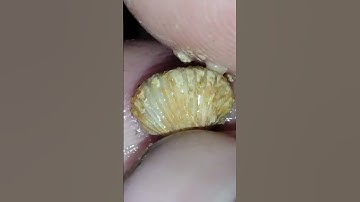 I found a Super Awesome Brachiopod Fossil today