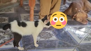 Gatonejo es un gato mitad conejo jamas visto por mis ojos