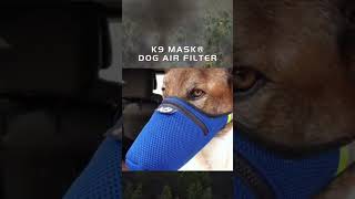 Air Filter Mask for Dogs in Los Angeles Wildfire Smoke