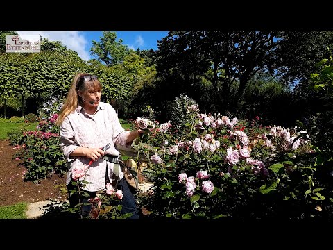 Video: Deadheading Roses: Wie man Rosen für mehr Blüten totköpft
