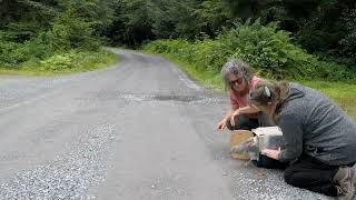 Sailor's Release! (Northern Harrier) by AlaskaRaptorCenter 388 views 1 year ago 1 minute