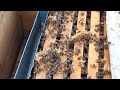 4 yaşındaki kraliçenin kolonisi 3 ocak 2021 video.. #kraliçearı #arıcılık #balarısı #beekeeping
