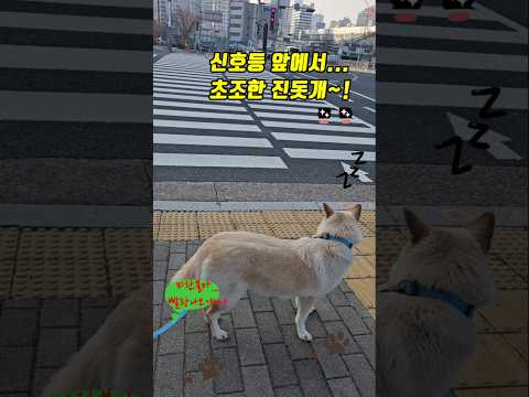 신호등 앞에서 초조해진 진돗개#신호등#파란불#조급한#강아지힐링쇼츠
