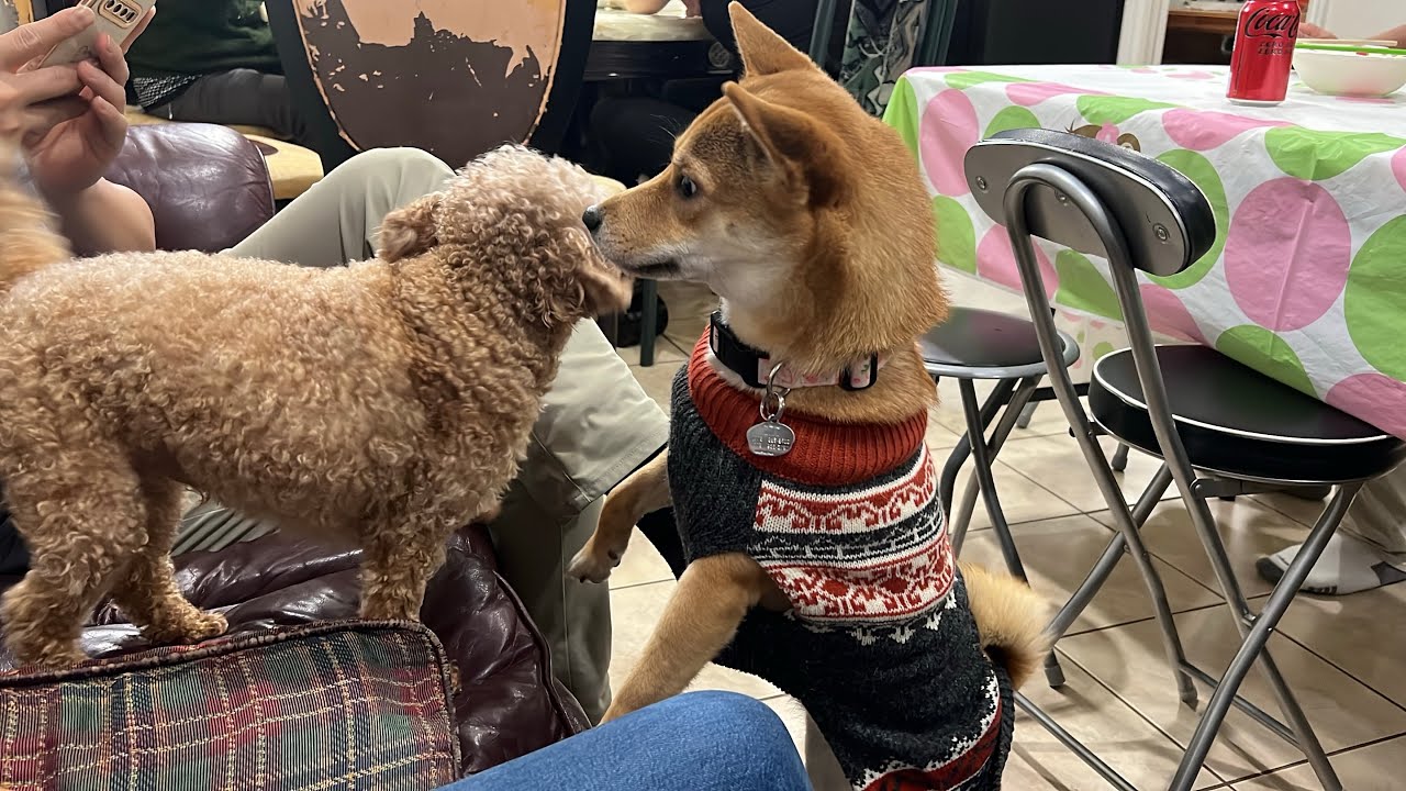 Japanese Snacks, Puppy Besties and Christmas Walks | Shiba Inu Maki ...
