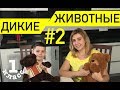 Тема "Дикие животные" #2 / Английский язык /1 класс