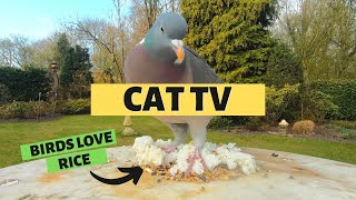 CAT TV BIRDS | Bird Watching For Cats - Birds Love Rice