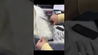 Professional Dog Grooming Scissors in Action ✂️ Sharp Precision Cut 🐶