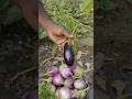 Homegrown Brinjal Harvest 🍆🌿 | Kitchen Garden Vibes #brinjal #shorts #ytshorts #viralshorts #farming