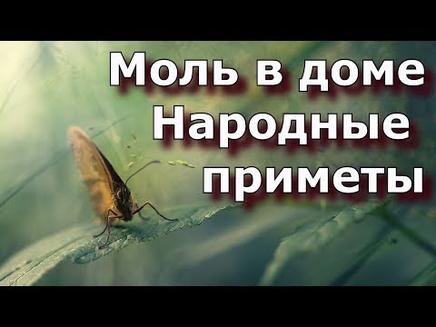 Моль в доме - Народные приметы