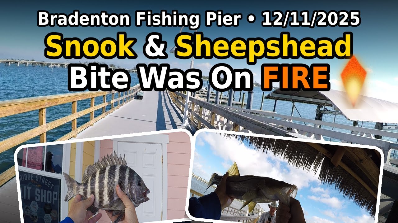 Bradenton Beach Pier - 12/10/2025 - Snook on Sheepshead on Fire