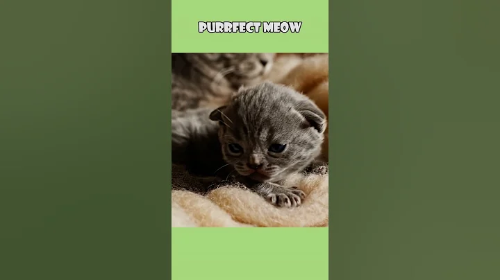 Video 11894611: cute purr, meow, cat