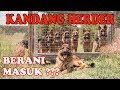 BERANI MASUK KANDANG ANJING HERDER ???