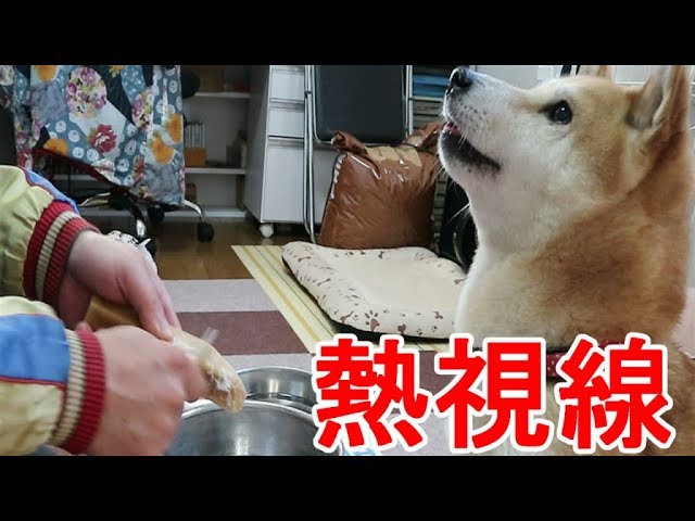 柴犬小春　Talking Dog２【ASMR】粉チーズをドッグフードに振りかけたらもう大変！